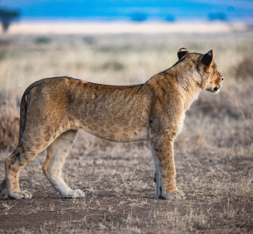 Samburu Safari Packages