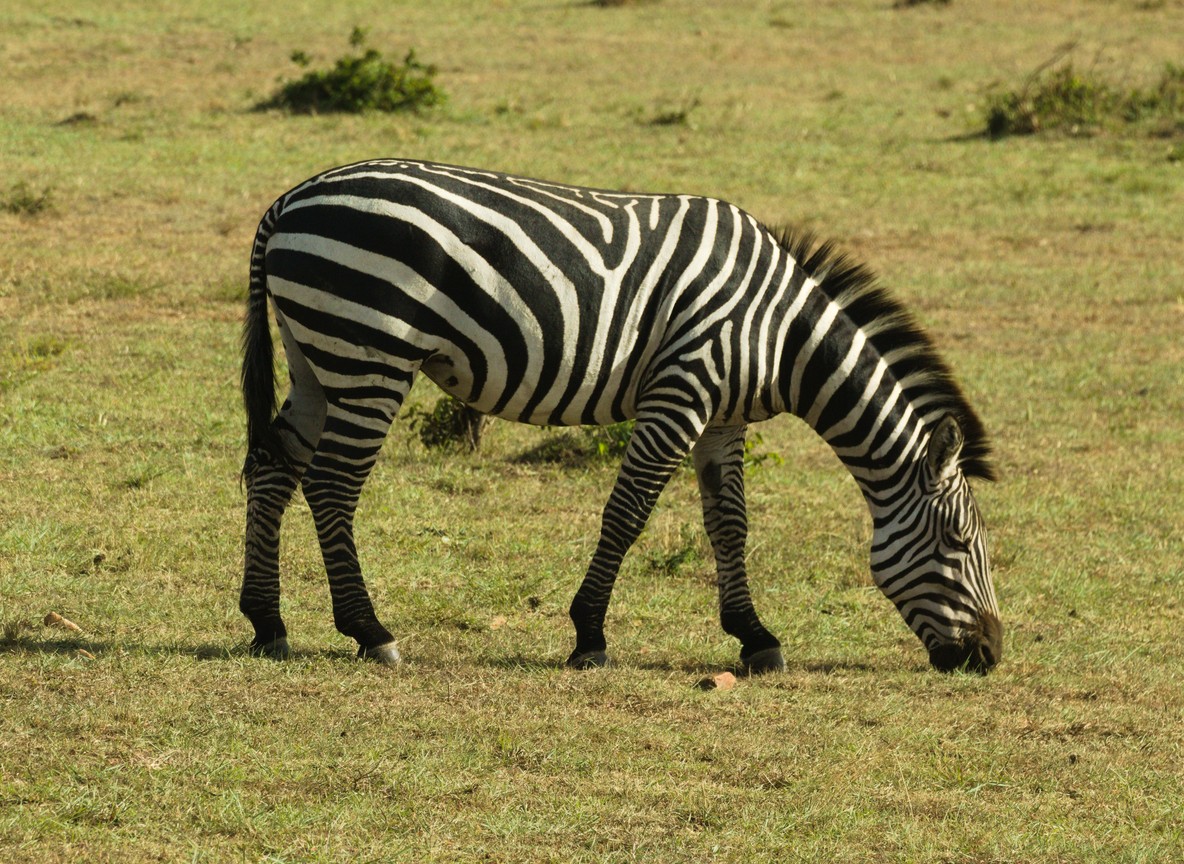 Samburu Safari Packages