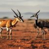 Samburu Special Five Guide