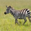 Samburu Stargazing Safari