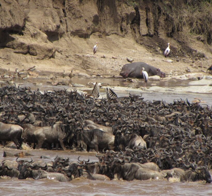 Sand River Masai Mara