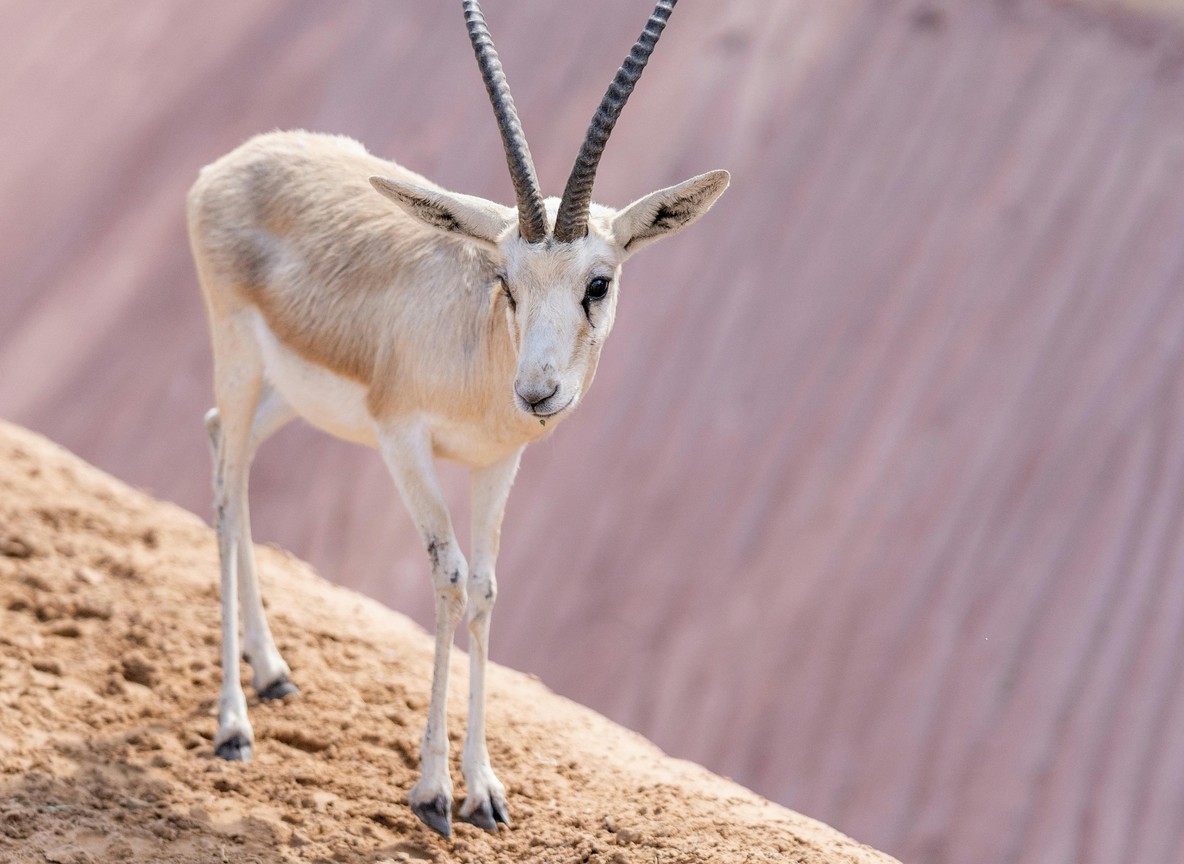 Shaba National Reserve