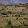 looking out over the green Great Rift Valley floor at golden hour