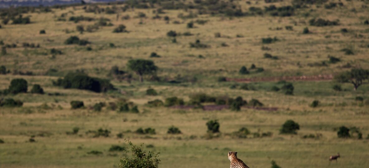 looking out over the green Great Rift Valley floor at golden hour