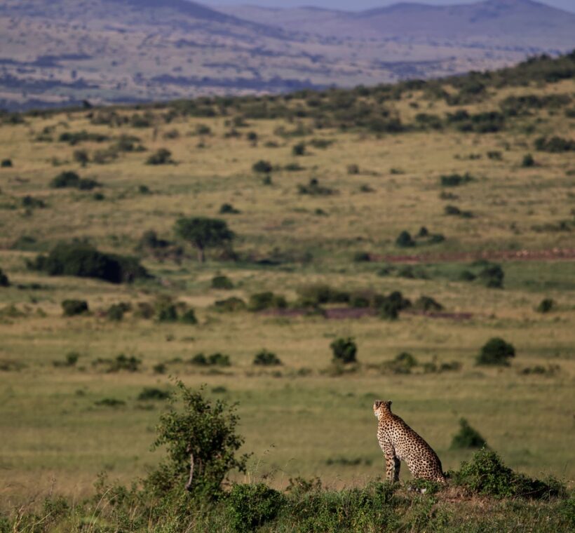 looking out over the green Great Rift Valley floor at golden hour