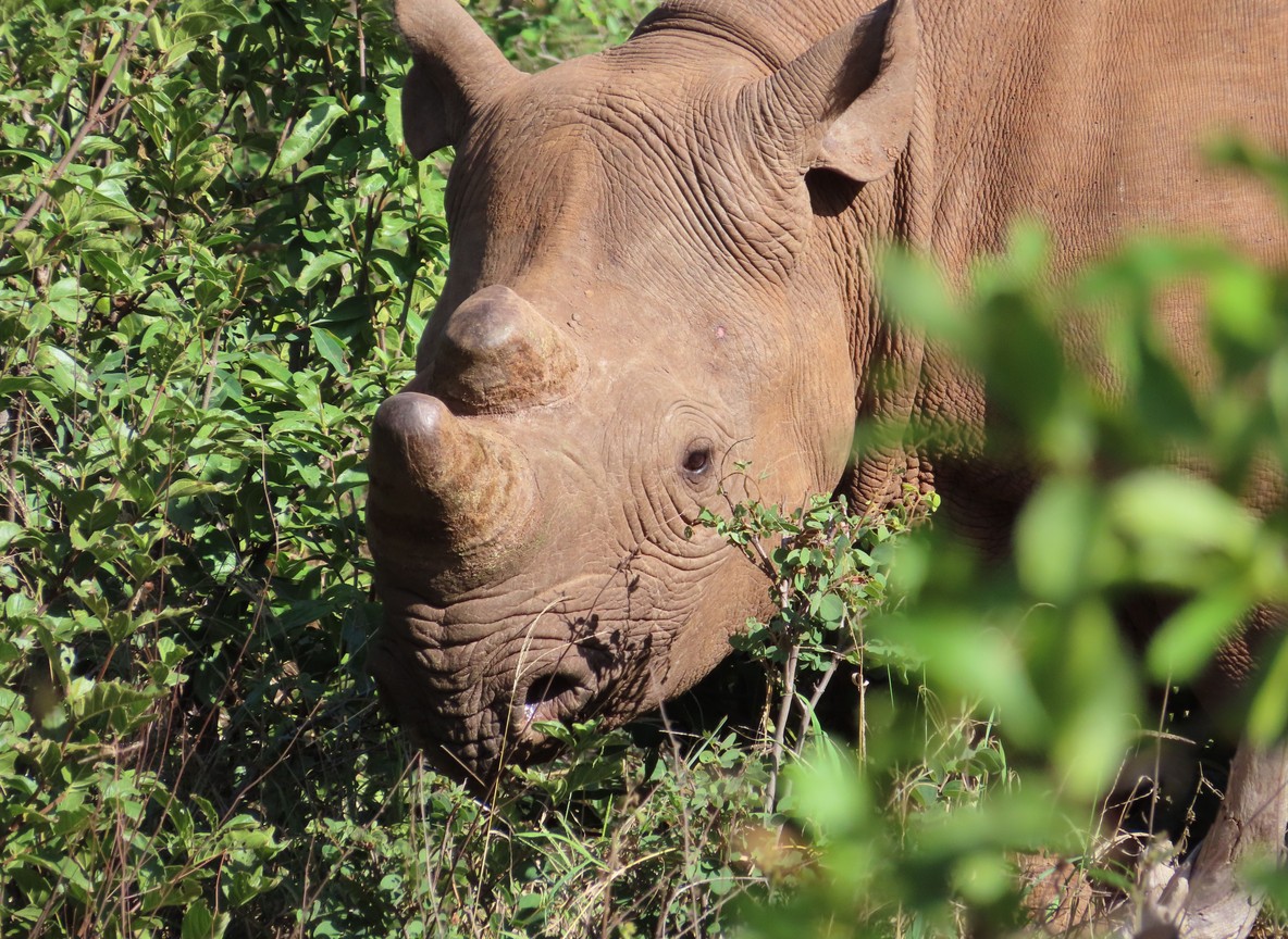 Black rhino grazing on the open plains of Ol Pejeta Conservancy with acacia trees in the background