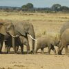 Tsavo East National Park