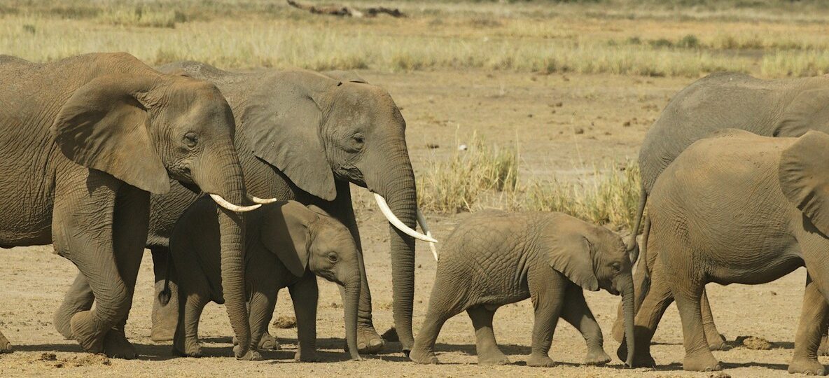 Tsavo East National Park