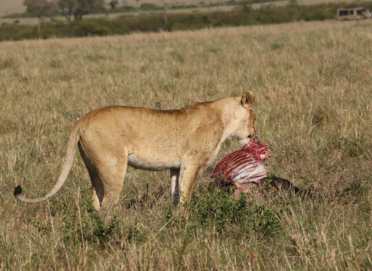 Tsavo East National Park