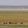 Tsavo Safari Packages