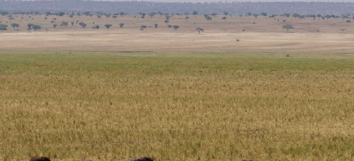 Tsavo Safari Packages