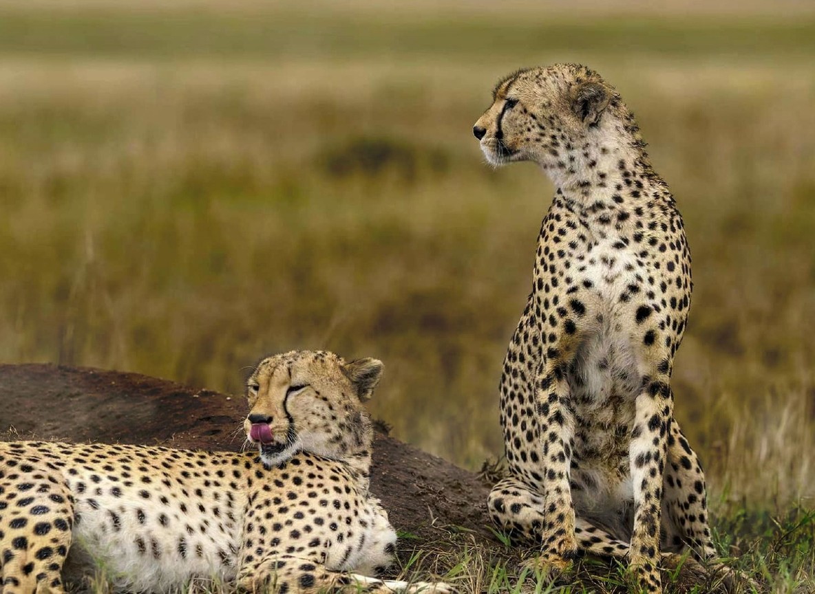 Tsavo Safari Packages