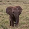Tsavo super tuskers elephant bull with long ivory tusks crossing the red Tsavo plains at golden hour
