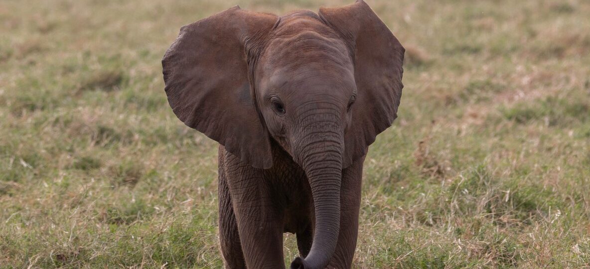 Tsavo super tuskers elephant bull with long ivory tusks crossing the red Tsavo plains at golden hour