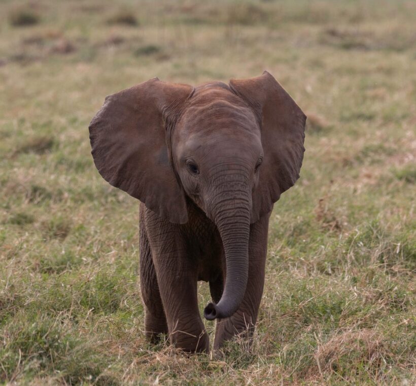 Tsavo super tuskers elephant bull with long ivory tusks crossing the red Tsavo plains at golden hour