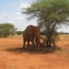 Herd of red-dusted elephants crossing the Galana River in Tsavo East with acacia plains stretching behind them -- tsavo vs amboseli safari comparison