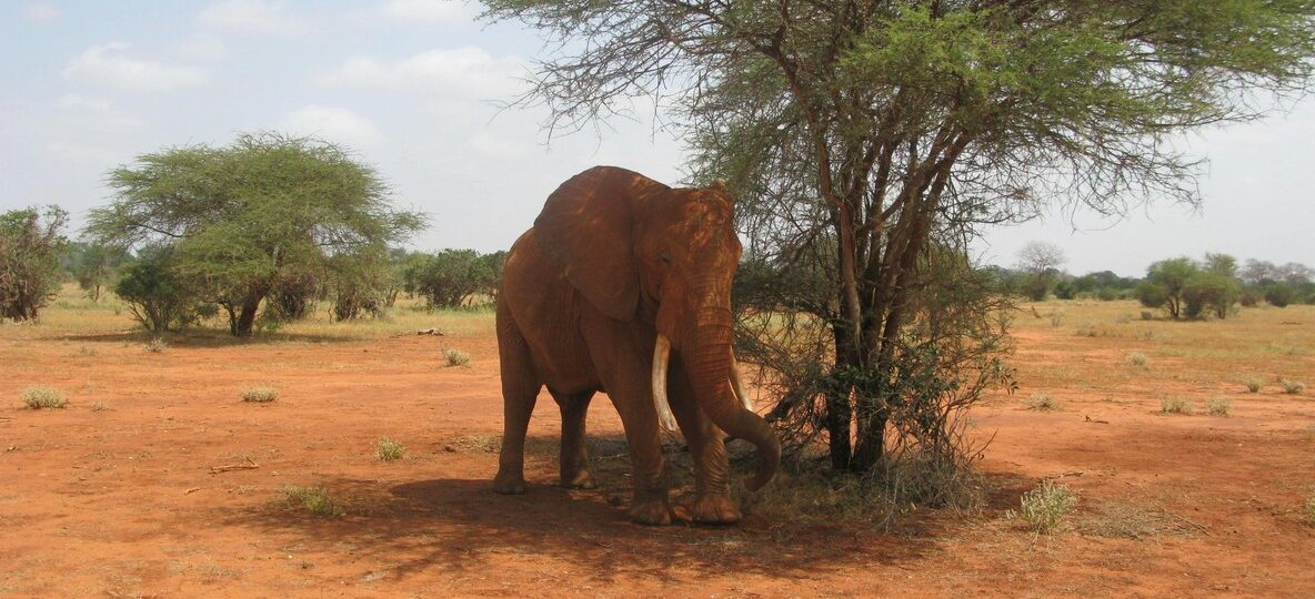 Herd of red-dusted elephants crossing the Galana River in Tsavo East with acacia plains stretching behind them -- tsavo vs amboseli safari comparison