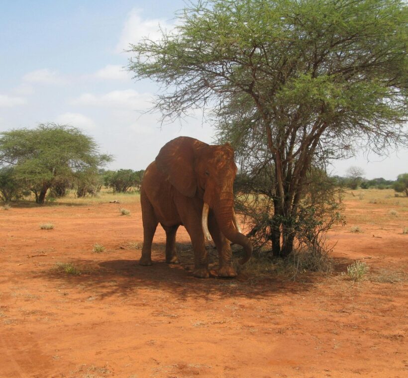 Herd of red-dusted elephants crossing the Galana River in Tsavo East with acacia plains stretching behind them -- tsavo vs amboseli safari comparison