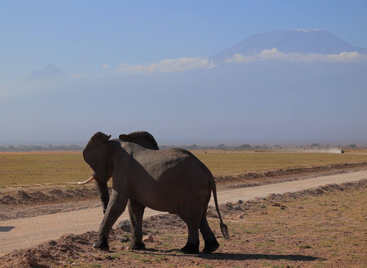 Elephant herd with Mount Kilimanjaro rising above the Amboseli plains at sunrise -- amboseli national park safari