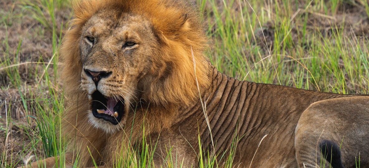 Underrated Wildlife Masai Mara