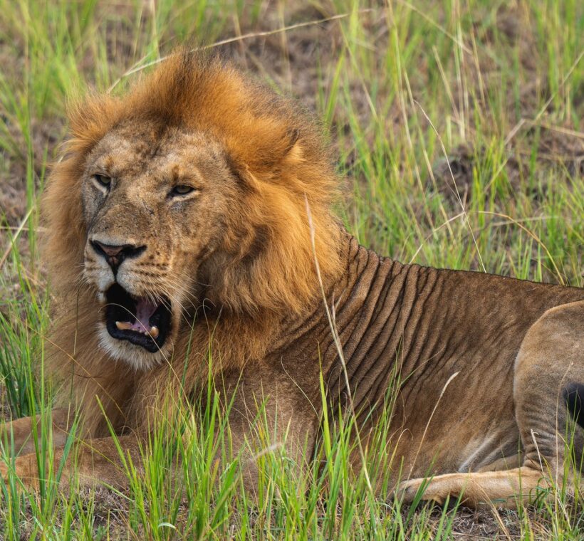 Underrated Wildlife Masai Mara