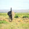 Walking Safari Kenya Conservancies