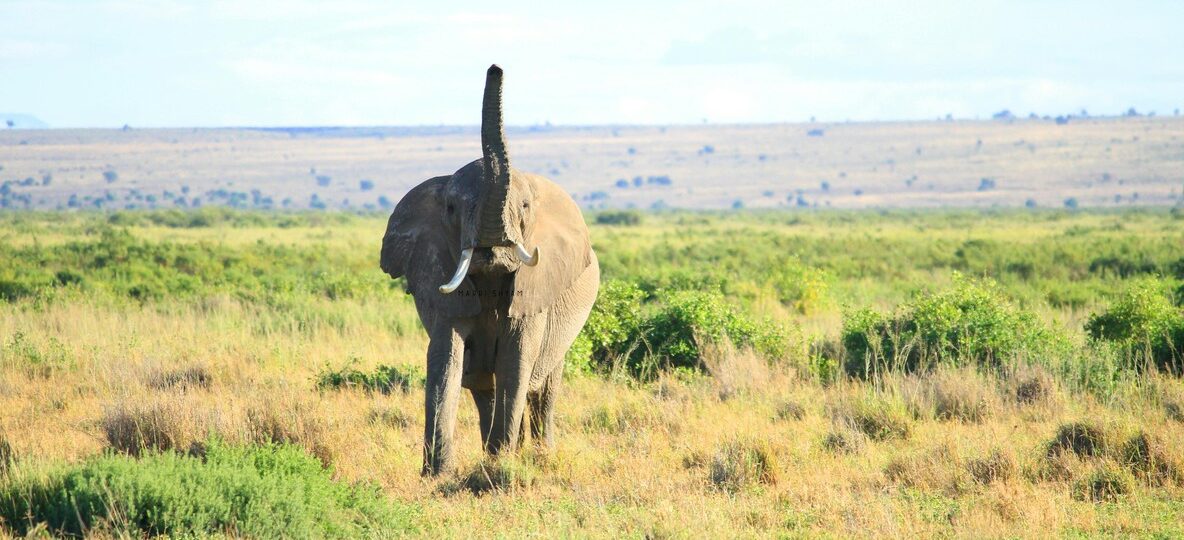 Walking Safari Kenya Conservancies