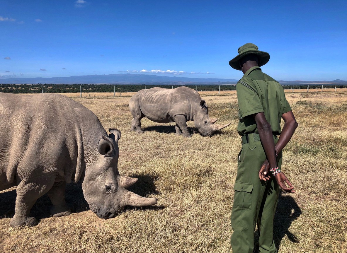 Walking Safari Kenya Conservancies