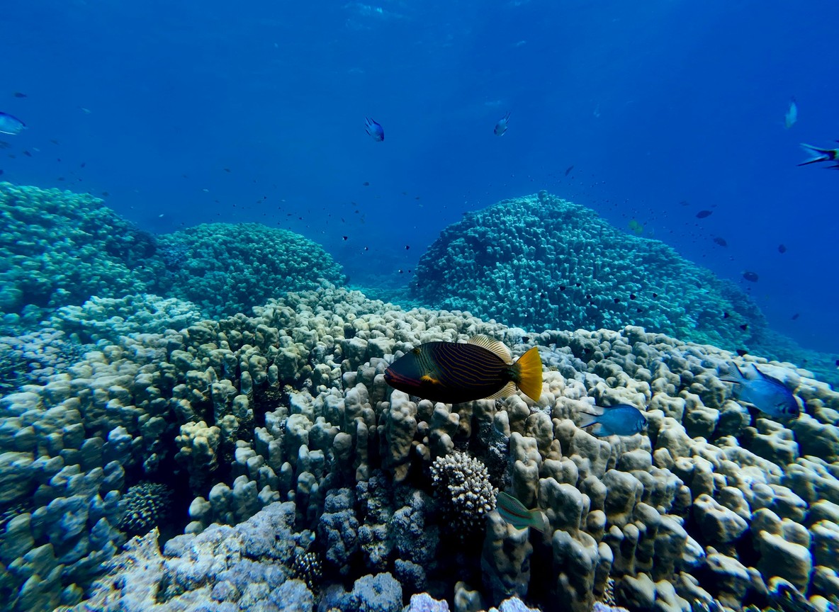 Watamu Snorkeling