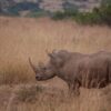 Weekend Kenya Safari Packages From Nairobi