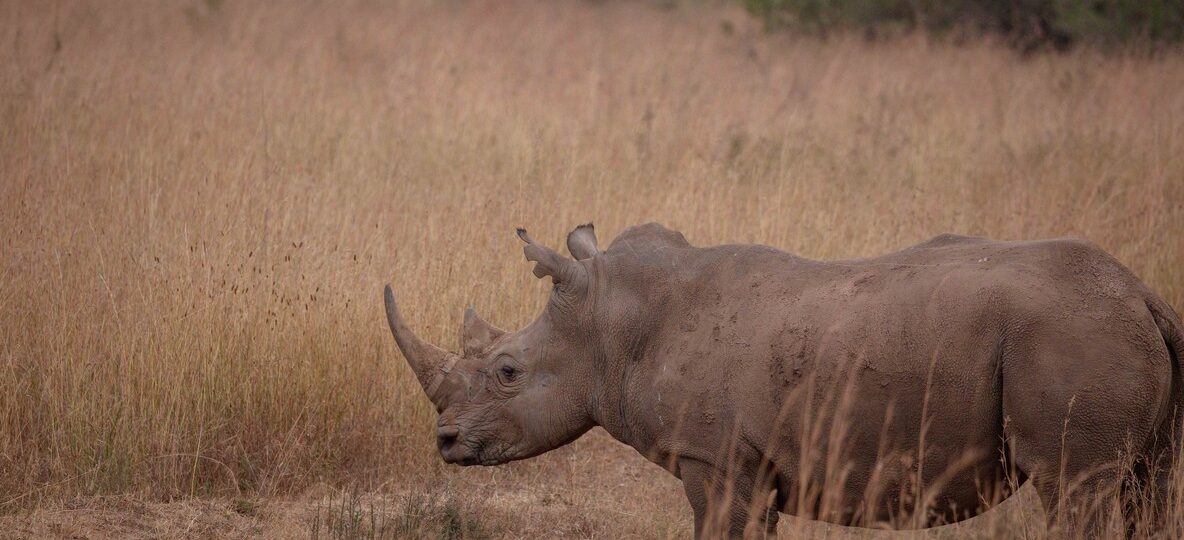 Weekend Kenya Safari Packages From Nairobi
