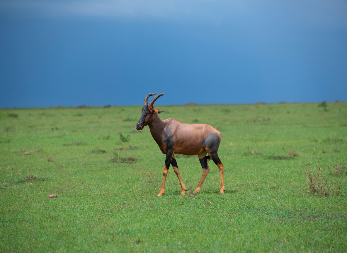 Weekend Kenya Safari Packages From Nairobi