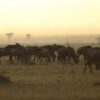 What Is Included Kenya Safari Package
