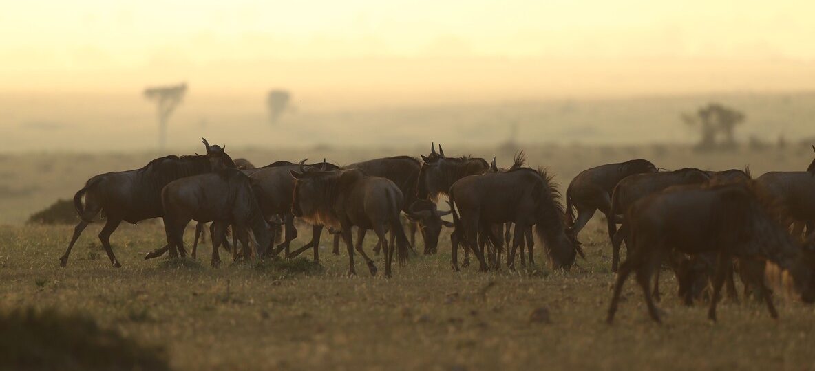 What Is Included Kenya Safari Package
