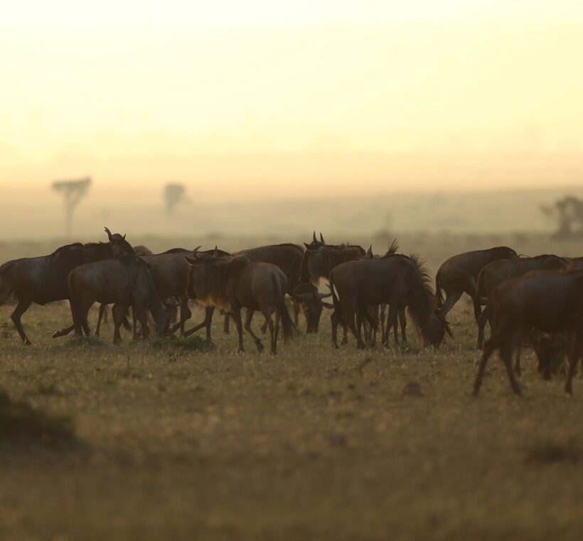 What Is Included Kenya Safari Package