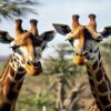 What To Wear In Samburu