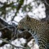 Where To See Leopards Kenya