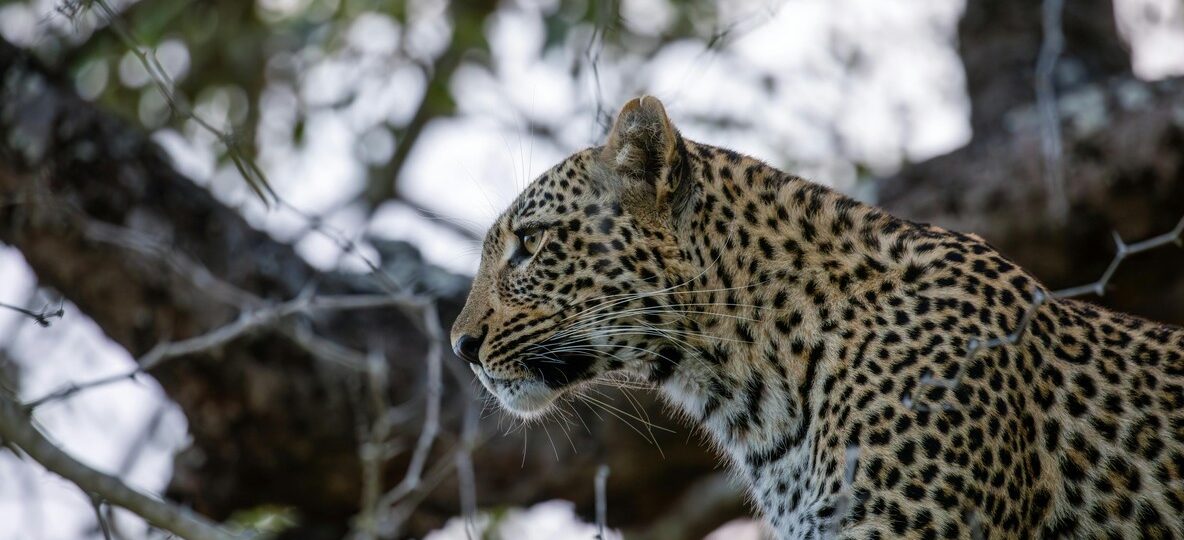 Where To See Leopards Kenya