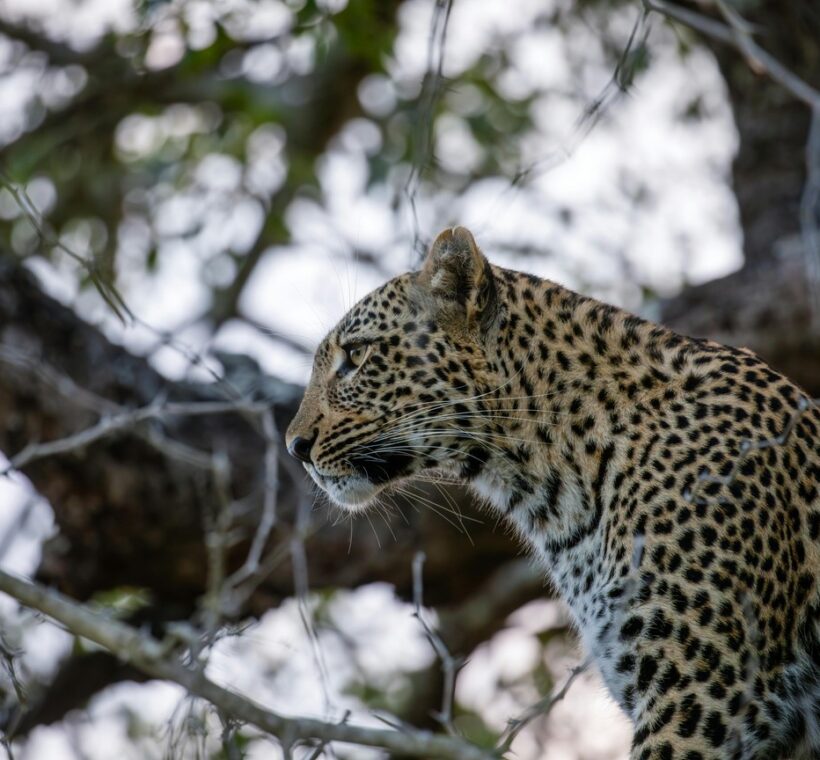 Where To See Leopards Kenya