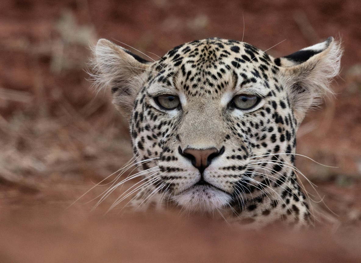Where To See Leopards Kenya