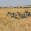 Wildebeest Migration Route