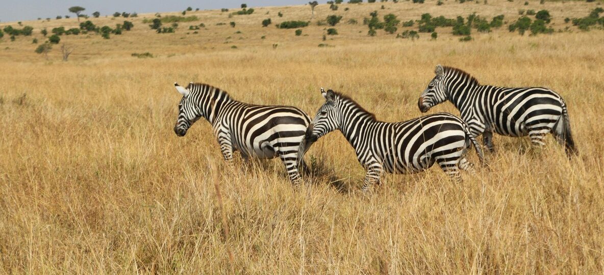 Wildebeest Migration Route