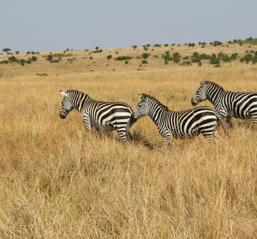 Wildebeest Migration Route