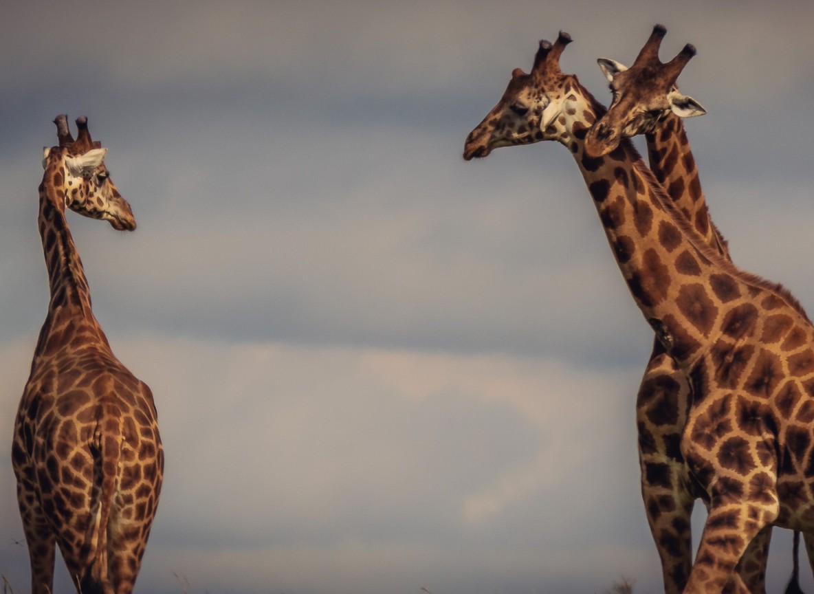 women led safari kenya rangers in training together in the bush
