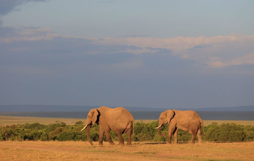 14-Day Ultimate Kenya Safari & Diani Beach: Every Great Park, One Journey