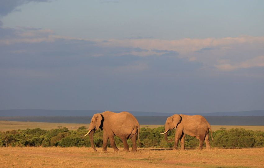 Kenya safari sunset elephants - 14-Day Ultimate Kenya Safari & Diani Beach: Every Great Park, One Journey