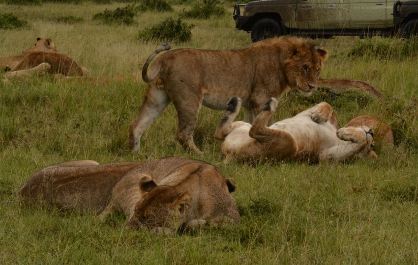 Masai mara lion pride - 14-Day Ultimate Kenya Safari & Diani Beach: Every Great Park, One Journey