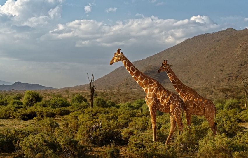 Samburu reserve landscape - 14-Day Ultimate Kenya Safari & Diani Beach: Every Great Park, One Journey
