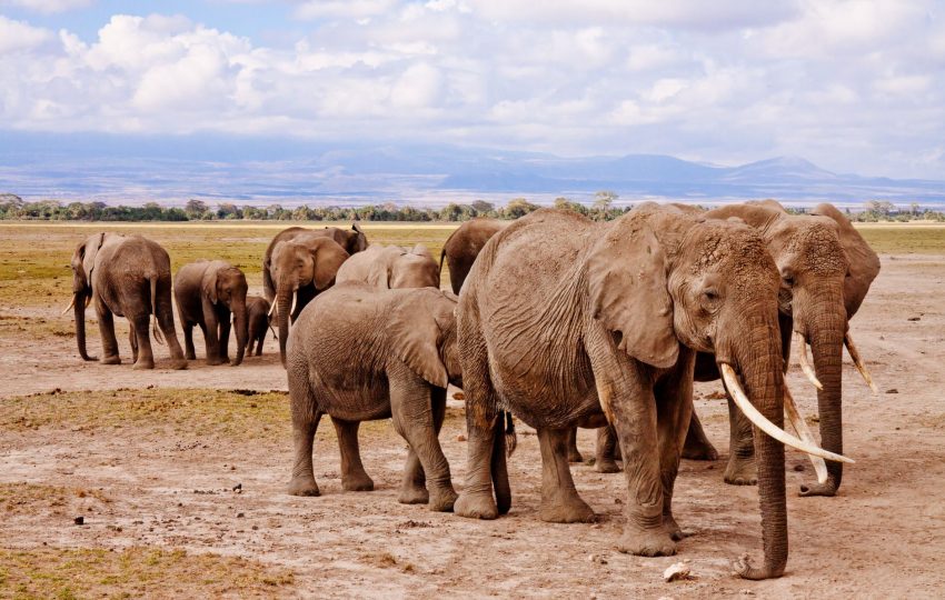 Mount kilimanjaro amboseli elephants - 14-Day Ultimate Kenya Safari & Diani Beach: Every Great Park, One Journey