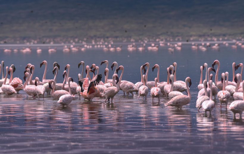 2-Day Lake Nakuru & Lake Bogoria Weekend: Flamingoes, Geysers & Rhino